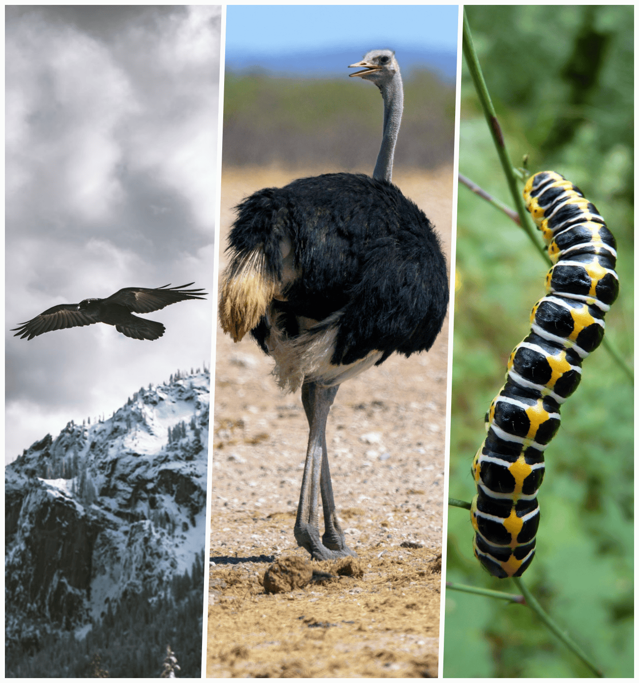 Eagle Ostrich Caterpillar & Digital Transformation