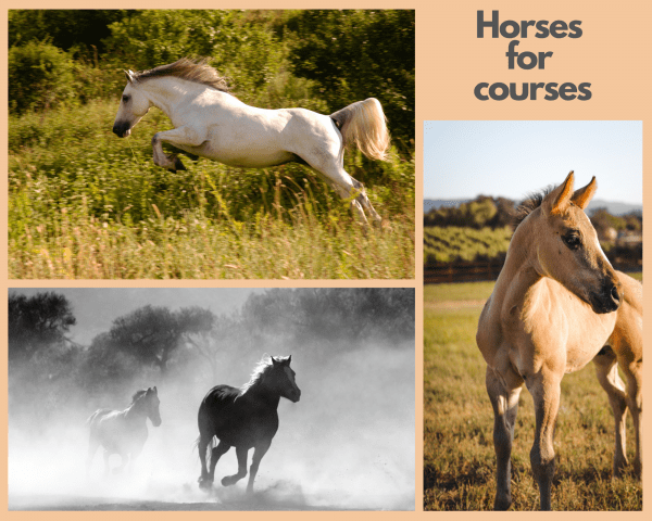 Horses for courses - software as a solution from ZEST I-O